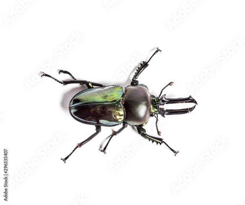 Rainbow stag beetle, Phalacrognathus muelleri, in front of white