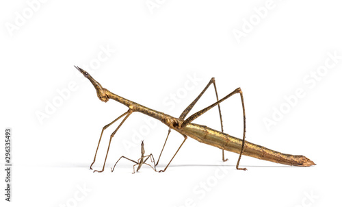 Wallpaper Mural Young and adult Horsehead Grasshoppers, Pseudoproscopia scabra Torontodigital.ca