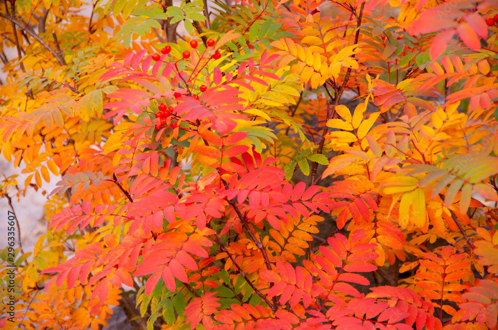 紅葉ナナカマド 紅葉ナナカマド