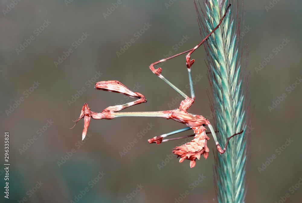 Close up of pair of Beautiful European mantis ( Mantis religiosa ) Close up of pair of Beautiful European mantis ( Mantis religiosa )