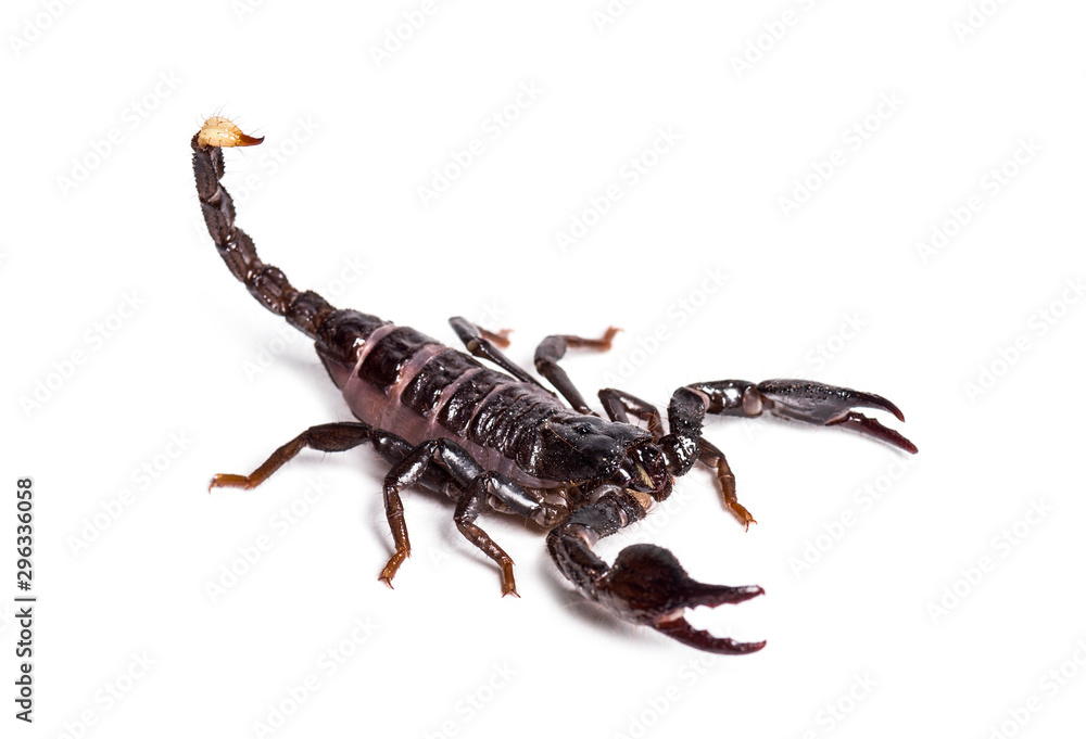 Scorpion, Pandinus dictator, in front of white background Scorpion, Pandinus dictator, in front of white background