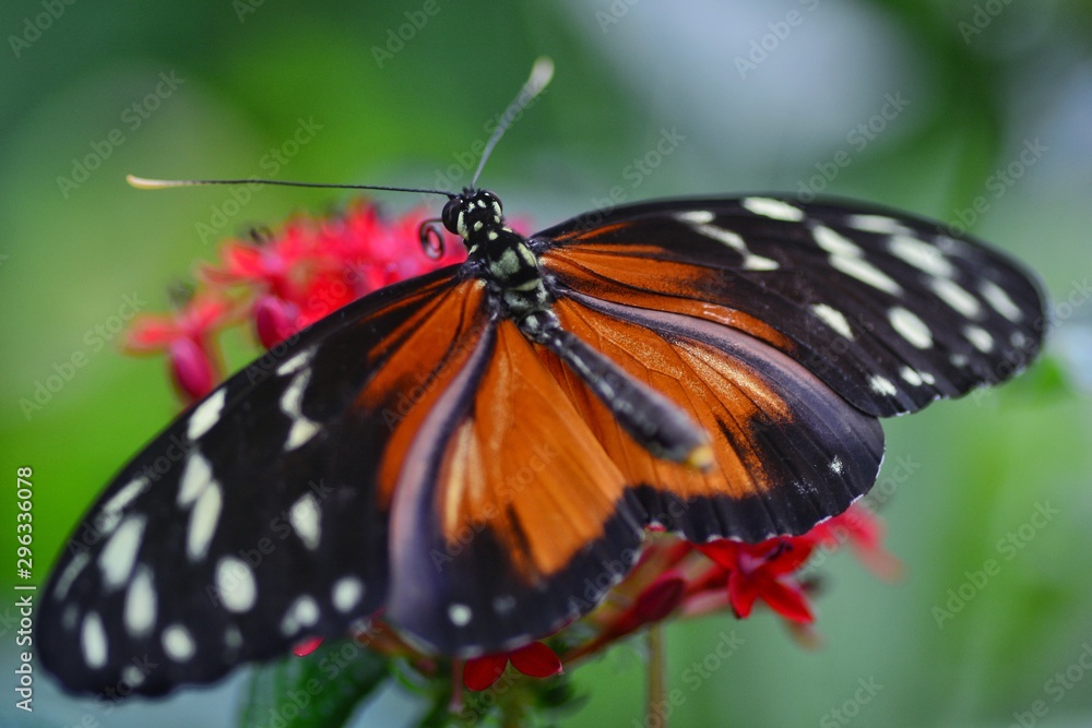 Obraz premium butterfly on flower