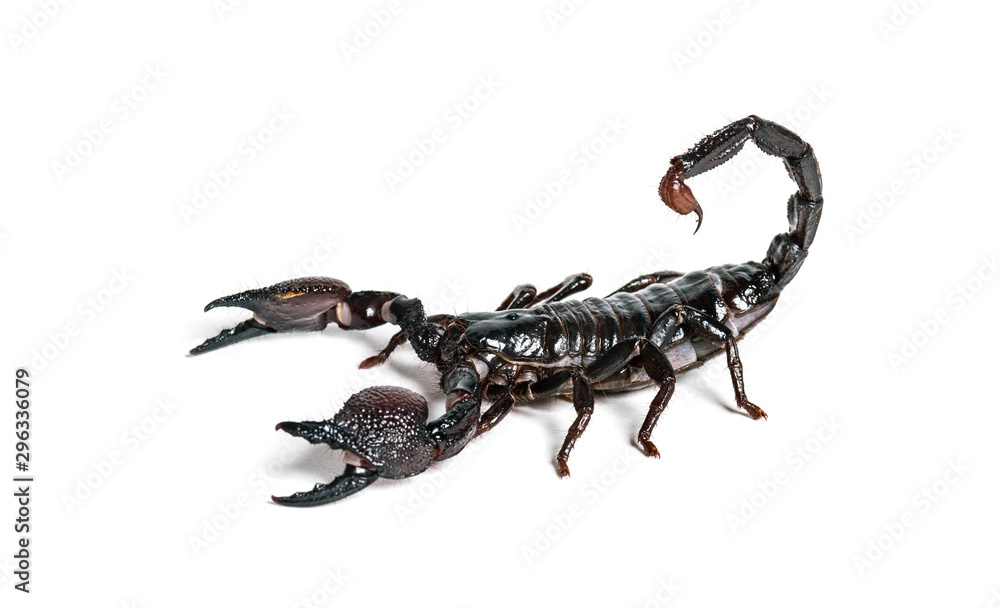 Emperor scorpion, Pandinus imperator, isolated on white Emperor scorpion, Pandinus imperator, isolated on white