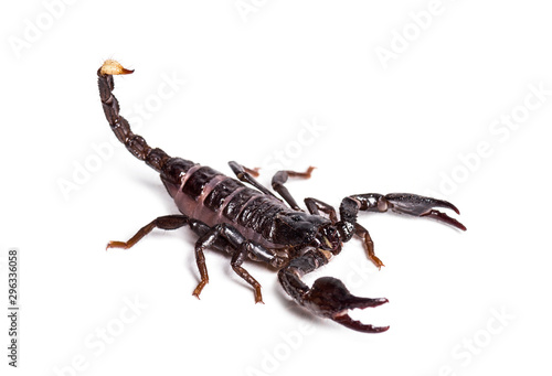 Scorpion, Pandinus dictator, in front of white background