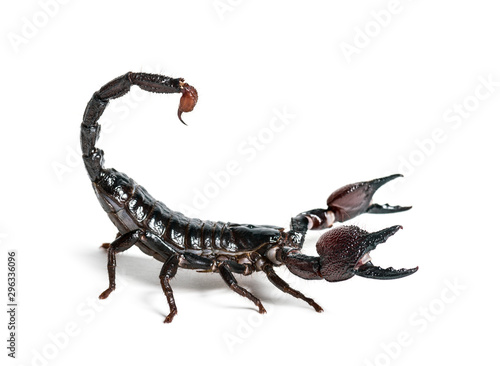 Emperor scorpion, Pandinus imperator, isolated on white