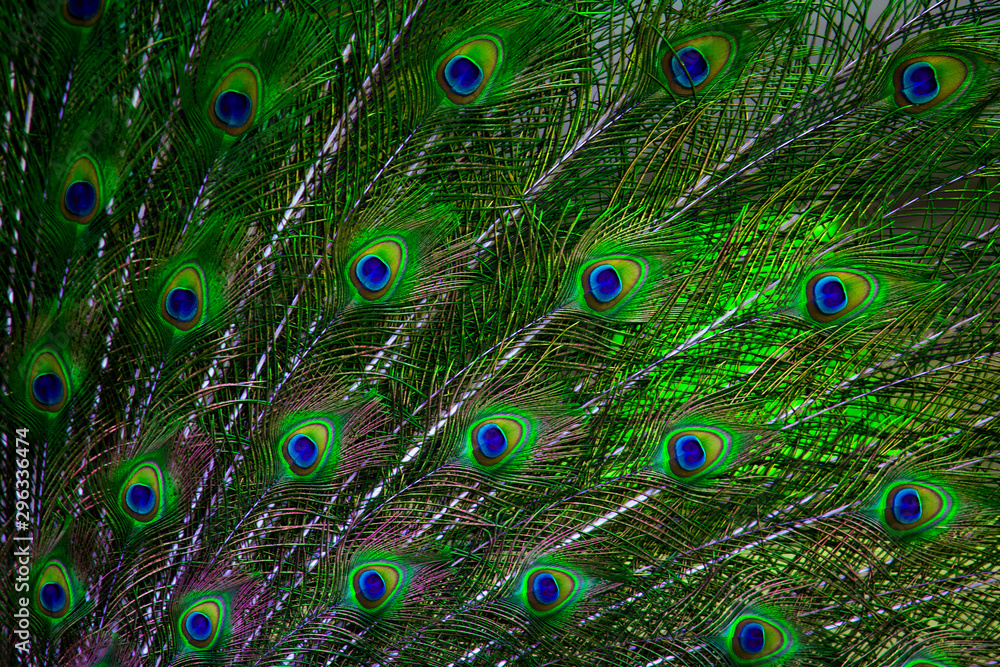 Obraz premium Peacock feather