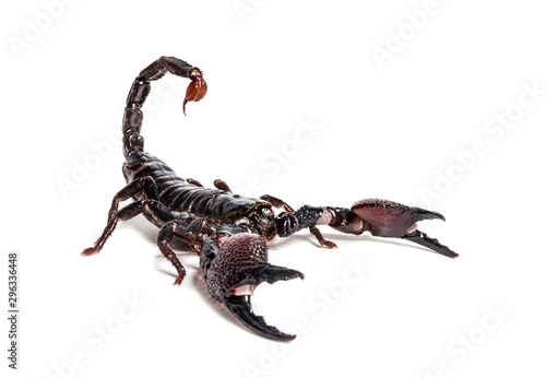 Emperor scorpion, Pandinus imperator