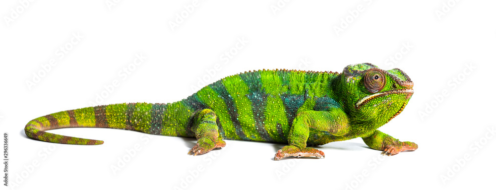 Fototapeta premium Panther chameleon, Furcifer pardalis, a species of chameleon
