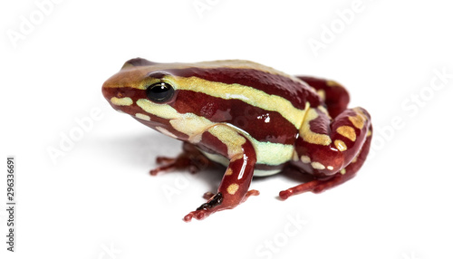 Bild auf Leinwand Anthony's poison arrow frog, Epipedobates anthonyi