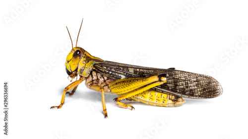 Migratory locust, Locusta migratoria, isolated on white