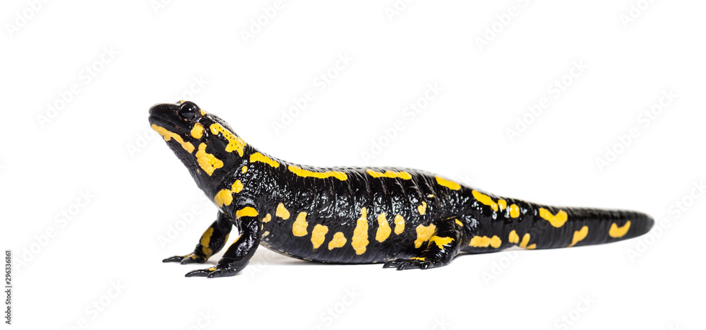 Fire salamander, Salamandra salamandra, isolated Fire salamander, Salamandra salamandra, isolated