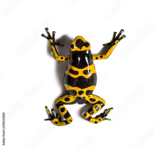 Yellow-banded poison dart frog, Dendrobates leucomelas © Eric Isselée