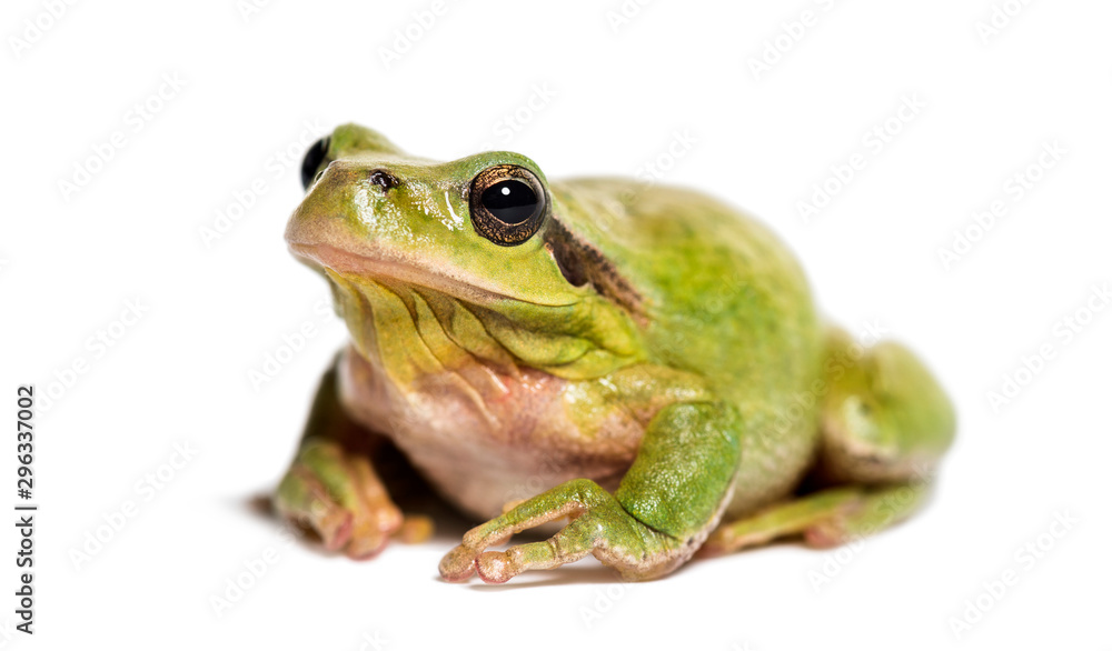 Mediterranean tree frog, Hyla meridionalis Mediterranean tree frog, Hyla meridionalis