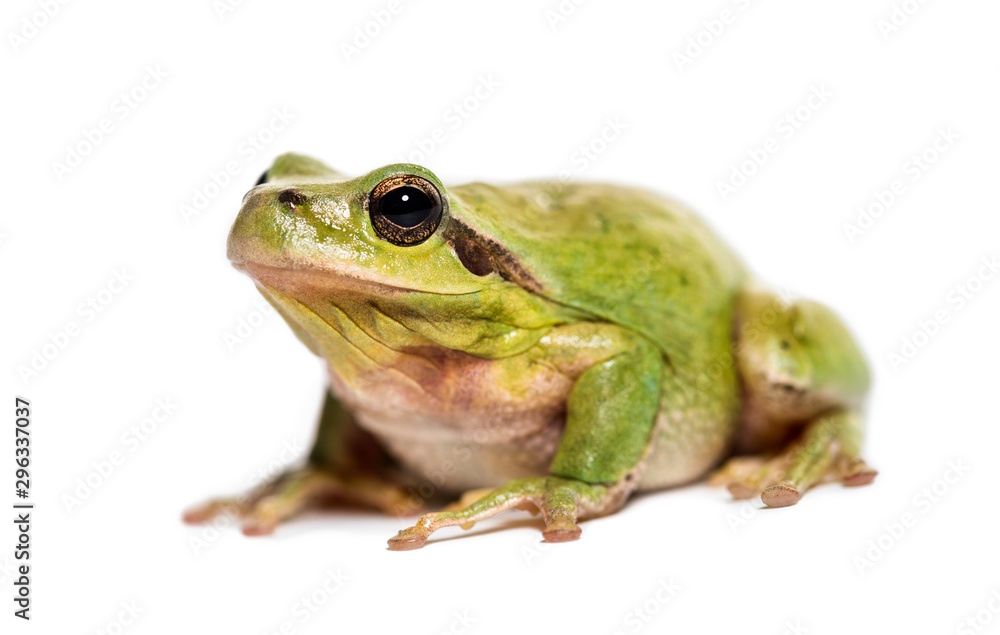 Mediterranean tree frog, Hyla meridionalis Mediterranean tree frog, Hyla meridionalis