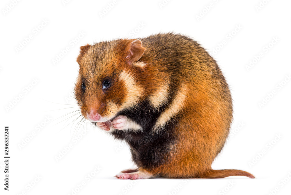 European hamster, Cricetus cricetus, grooming European hamster, Cricetus cricetus, grooming