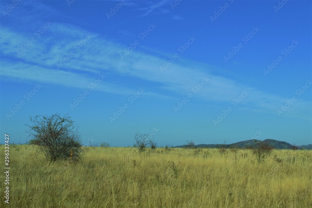 landscape in the field