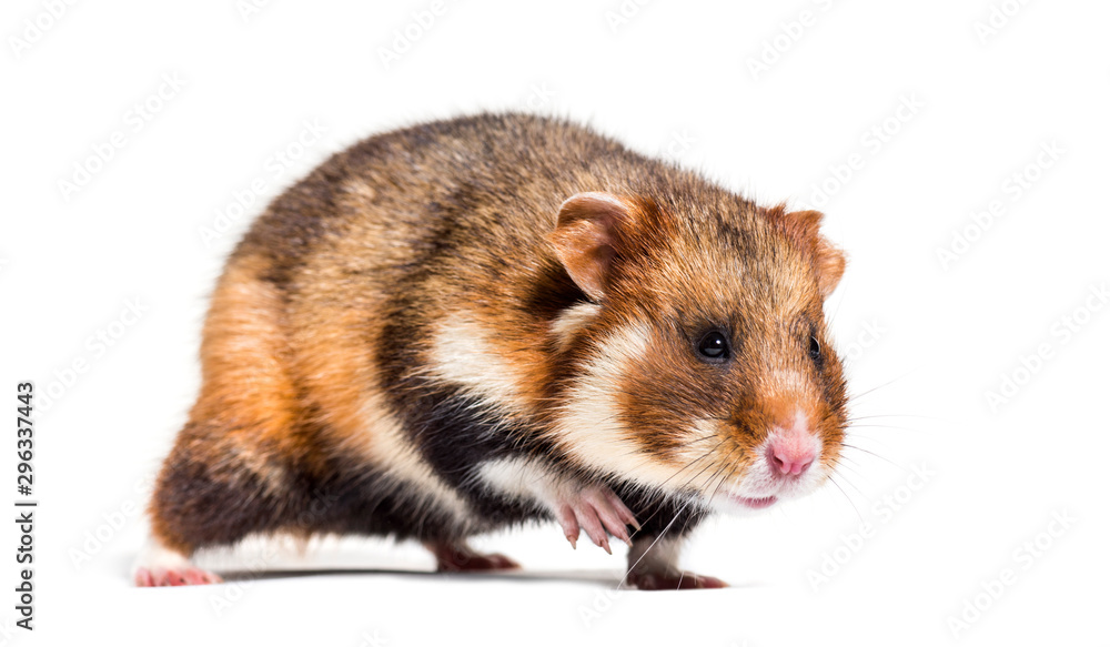 European hamster, Cricetus cricetus, isolated on white European hamster, Cricetus cricetus, isolated on white