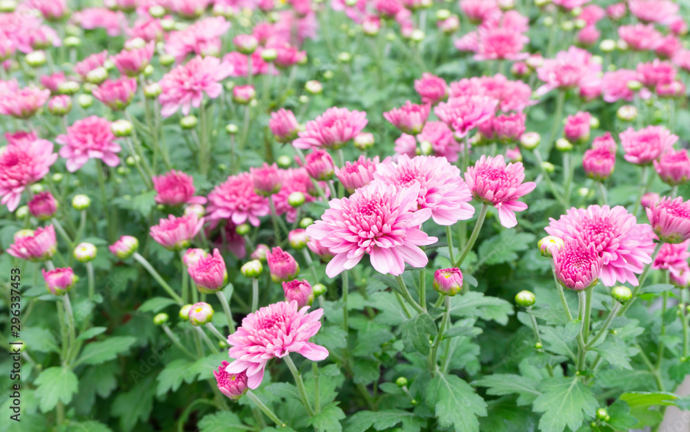 Pink mums flowers blooming at mums garden,pattern nature background,chrysanthemum tropical plant,selective focus Pink mums flowers blooming at mums garden,pattern nature background,chrysanthemum tropical plant,selective focus