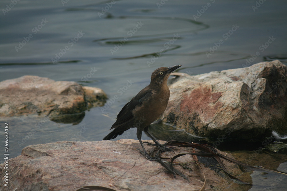 bird on rock bird on rock