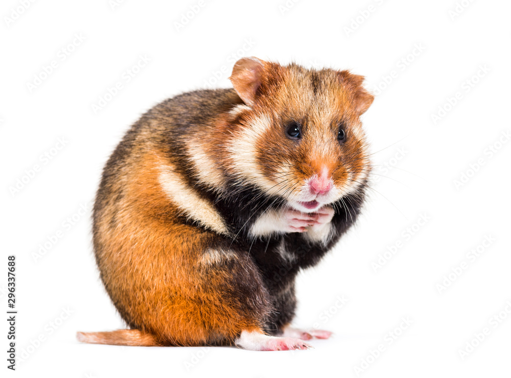 European hamster, Cricetus cricetus, isolated on white European hamster, Cricetus cricetus, isolated on white