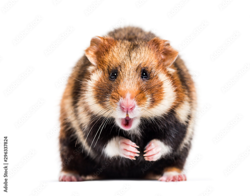 European hamster, Cricetus cricetus, isolated on white European hamster, Cricetus cricetus, isolated on white