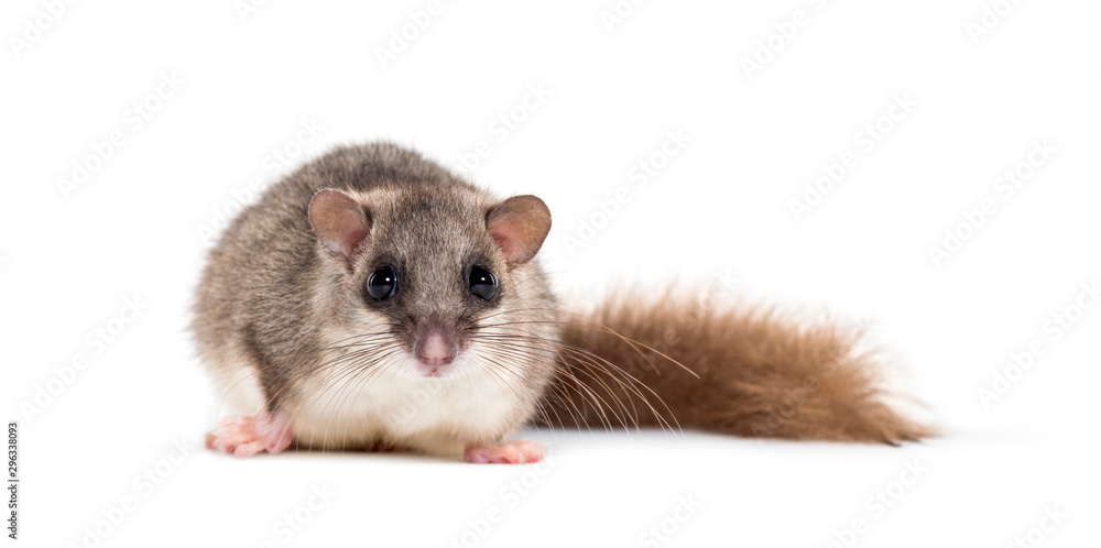 Edible Dormouse or Fat Dormouse, Glis glis Edible Dormouse or Fat Dormouse, Glis glis