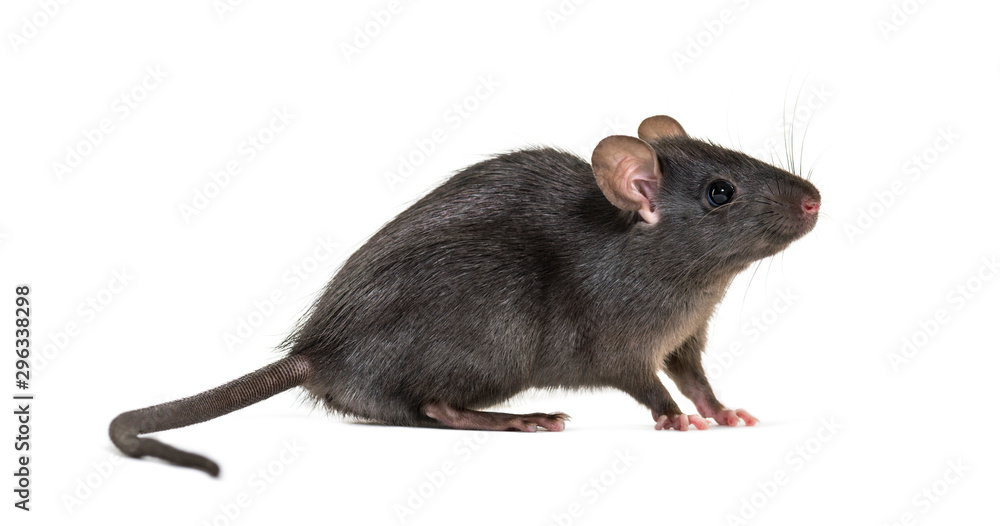 Black rat, Rattus rattus, in front of white background Black rat, Rattus rattus, in front of white background