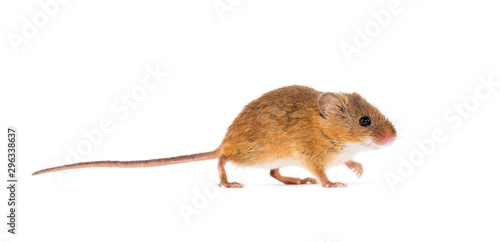 Eurasian harvest mouse, Micromys minutus, isolated on white