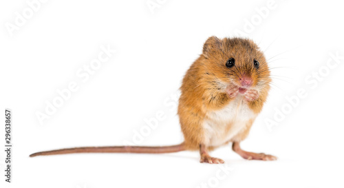 Eurasian harvest mouse, Micromys minutus, isolated on white