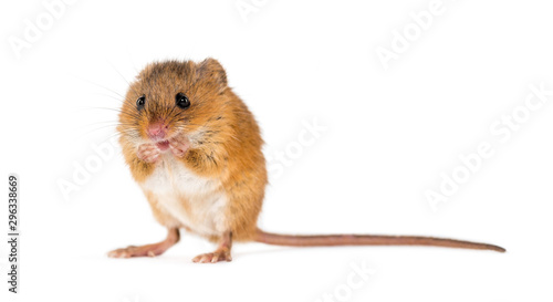Eurasian harvest mouse, Micromys minutus, isolated on white © Eric Isselée