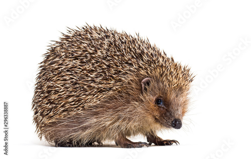 European hedgehog, Erinaceus europaeus