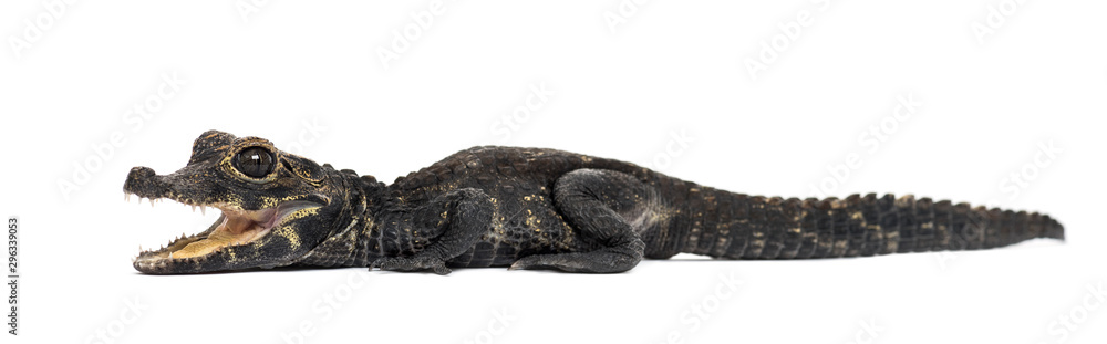Fototapeta premium Dwarf crocodile, Osteolaemus tetraspis, isolated on white