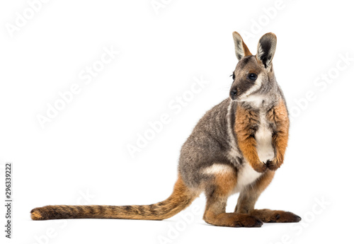 Yellow-footed rock-wallaby, Petrogale xanthopus, kangaroo photo
