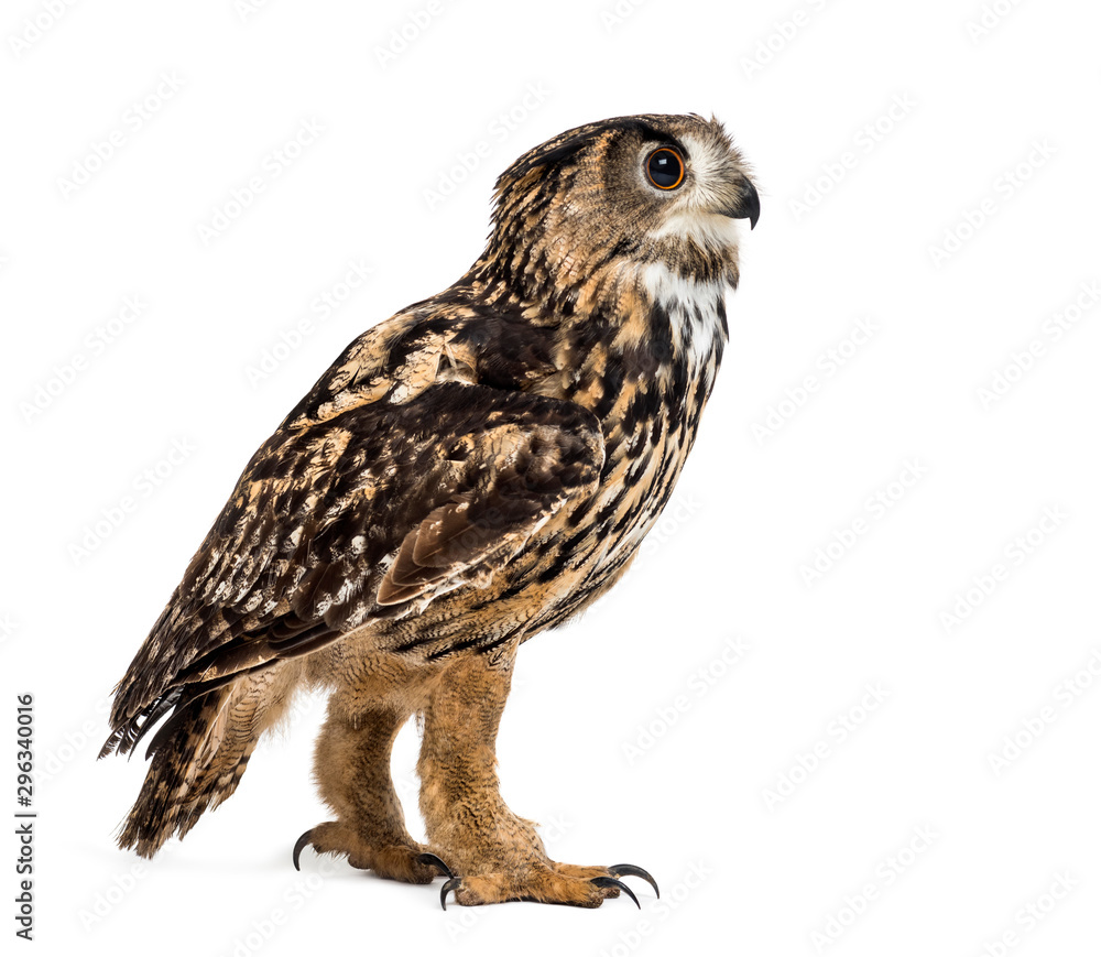 Fototapeta premium Eurasian eagle-owl, Bubo bubo, is a species of eagle-owl