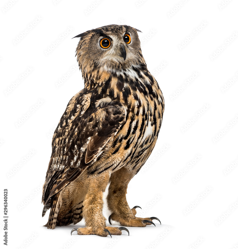 Naklejka premium Eurasian eagle-owl, Bubo bubo, is a species of eagle-owl