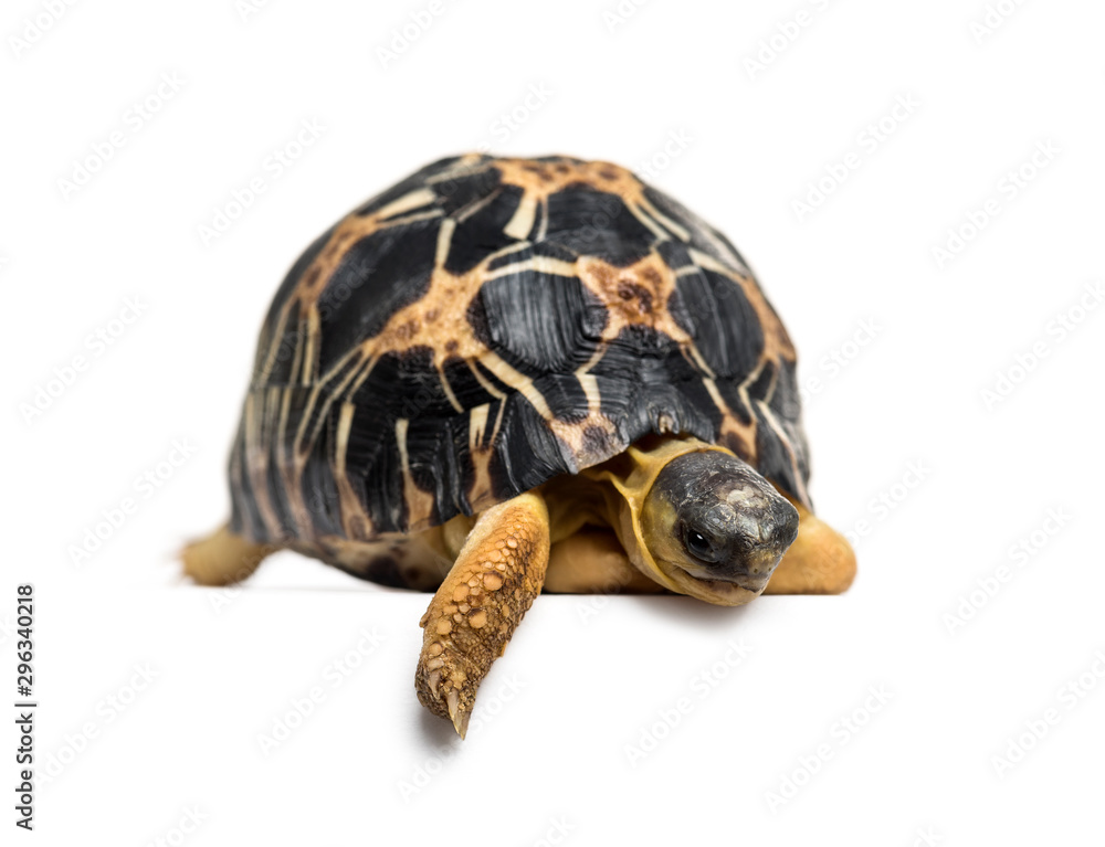 Fototapeta premium Radiated tortoise, Astrochelys radiata, isolated on white