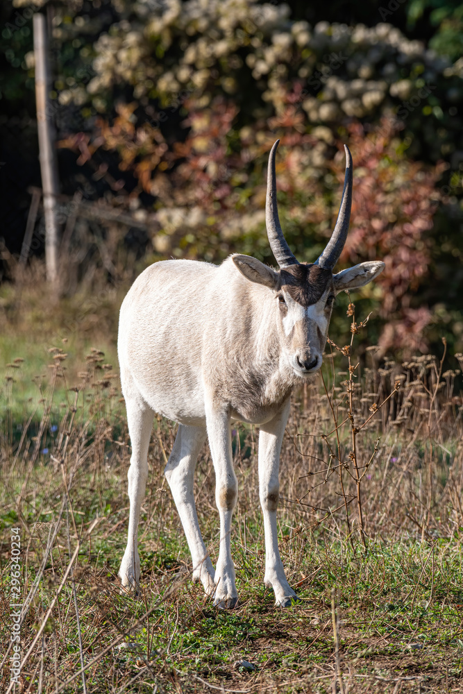 Curved horned antelope Addax (Addax nasomaculatus) It is listed a critically endangered species. Curved horned antelope Addax (Addax nasomaculatus) It is listed a critically endangered species.