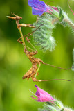 Close up of pair of Beautiful European mantis ( Mantis religiosa )