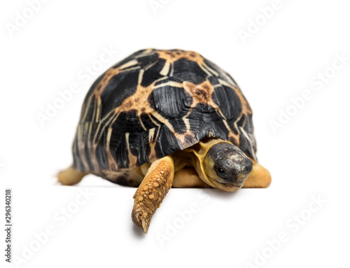 Radiated tortoise, Astrochelys radiata, isolated on white