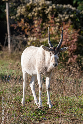 Curved horned antelope Addax  Addax nasomaculatus  It is listed a critically endangered species.