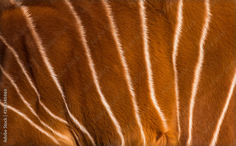Close up of Bongo, Tragelaphus eurycerus, an antelopes hide Close up of Bongo, Tragelaphus eurycerus, an antelopes hide