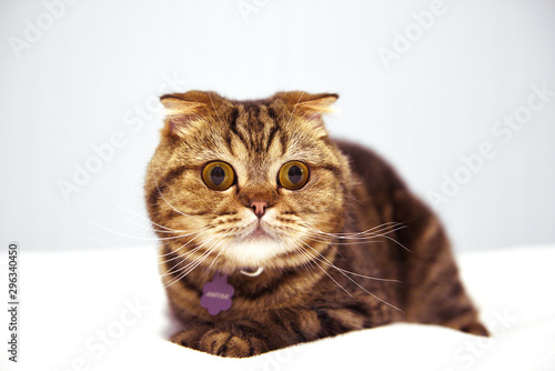 Fotografie Striped fold kitten closeup on a light background.