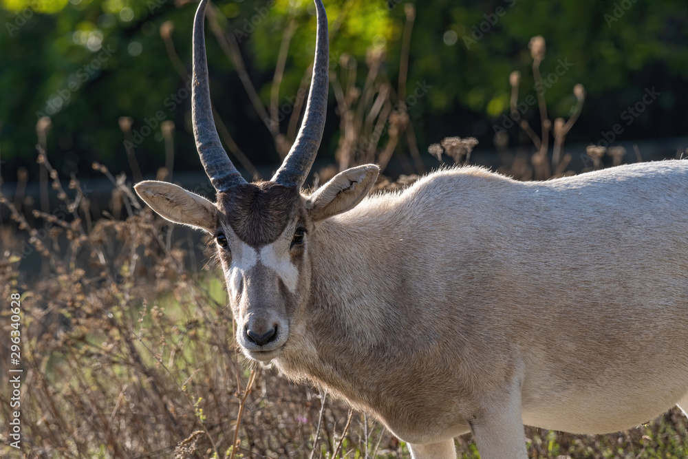 Curved horned antelope Addax (Addax nasomaculatus) It is listed a critically endangered species Curved horned antelope Addax (Addax nasomaculatus) It is listed a critically endangered species