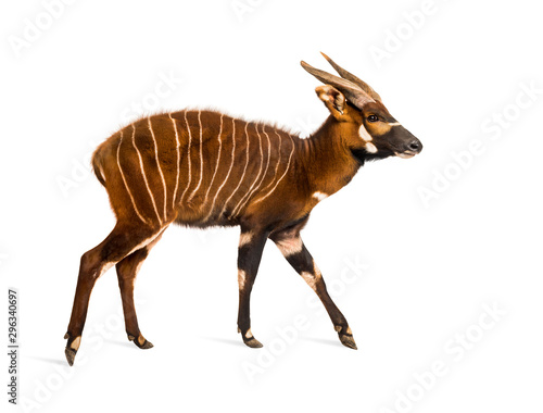 Fototapeta Naklejka Na Ścianę i Meble -  Bongo, antelope, Tragelaphus eurycerus walking against white