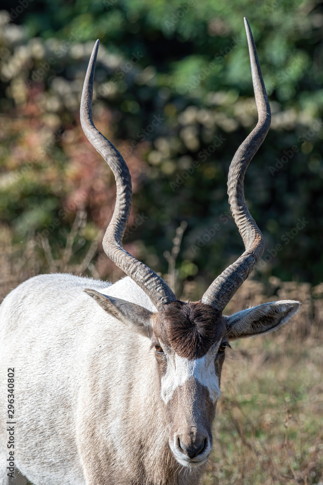 Curved horned antelope Addax (Addax nasomaculatus) It is listed a critically endangered species. Curved horned antelope Addax (Addax nasomaculatus) It is listed a critically endangered species.
