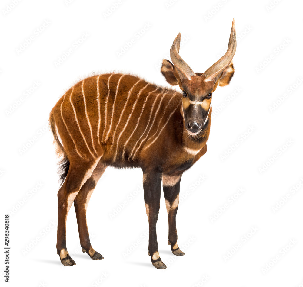 Bongo, antelope, Tragelaphus eurycerus standing against white Stock