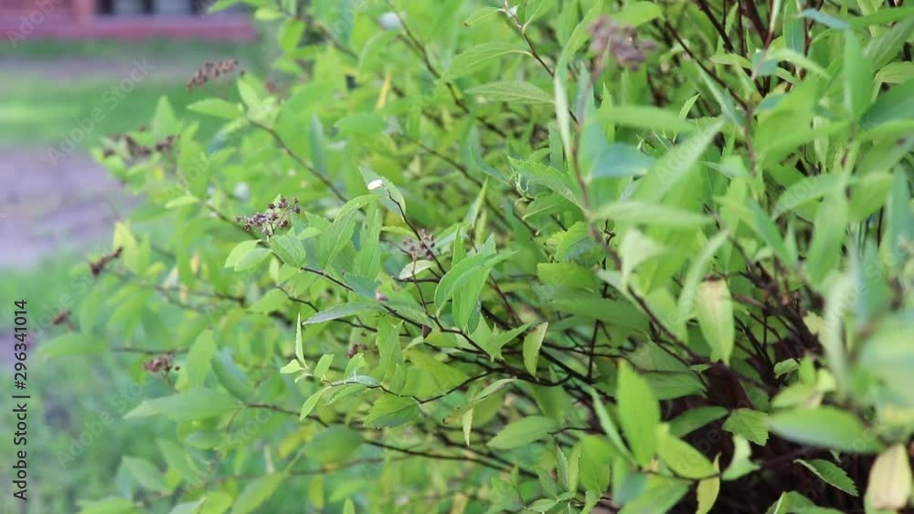 changing camera focus aimed at the green branches of the bush changing camera focus aimed at the green branches of the bush