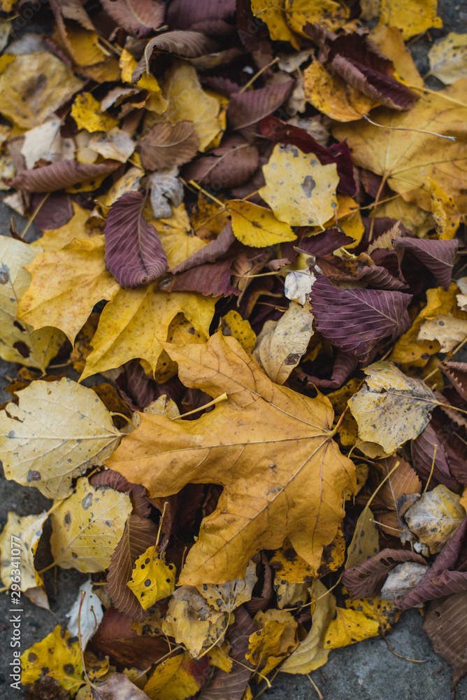 Colorful Autumn Leaves on Ground Colorful Autumn Leaves on Ground