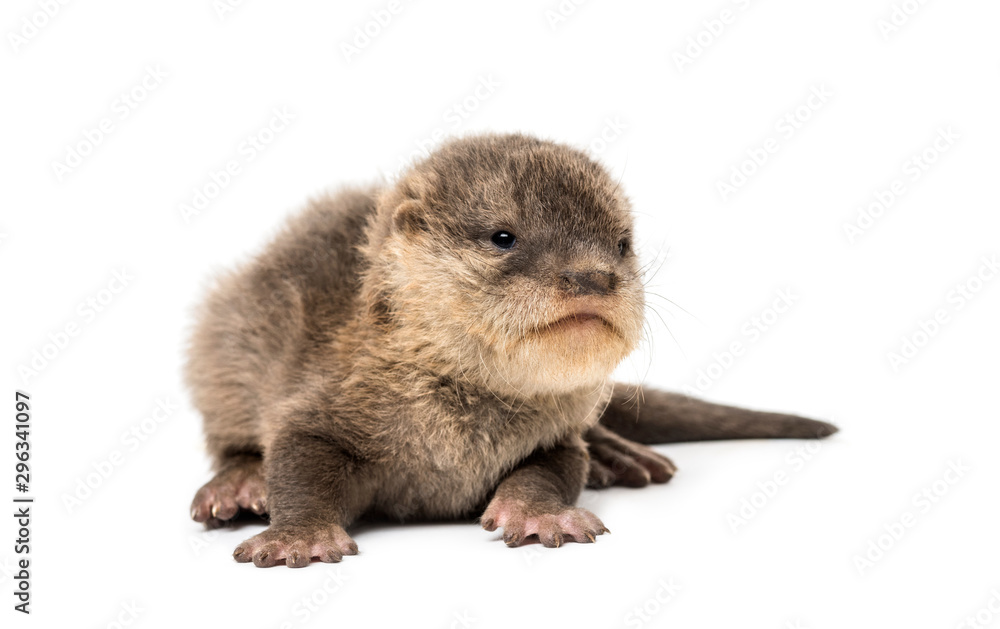 Baby Asian small-clawed otter, Amblonyx cinerea, also known as t Baby Asian small-clawed otter, Amblonyx cinerea, also known as t