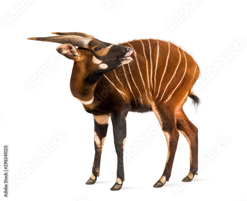 Bongo sniffing, antelope, Tragelaphus eurycerus standing